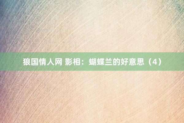 狼国情人网 影相：蝴蝶兰的好意思（4）